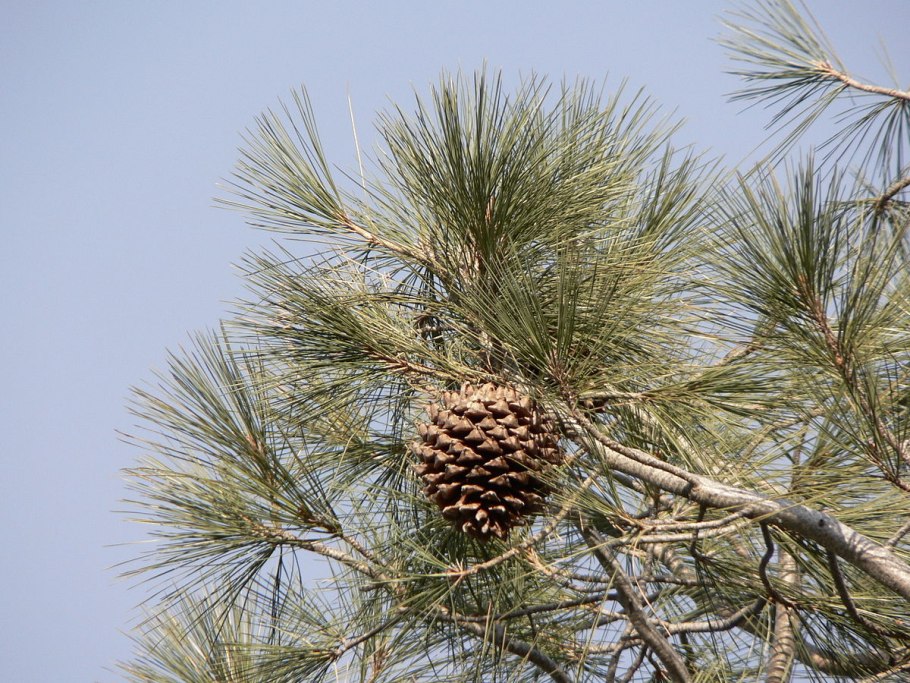 Сосна Сабина хвоя