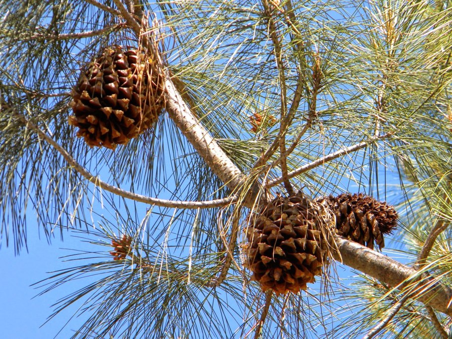 Pinus sabiniana