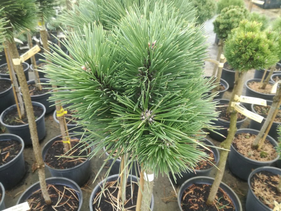 Pinus nigra spielberg
