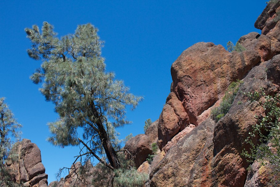 Pinus sabiniana Isabella