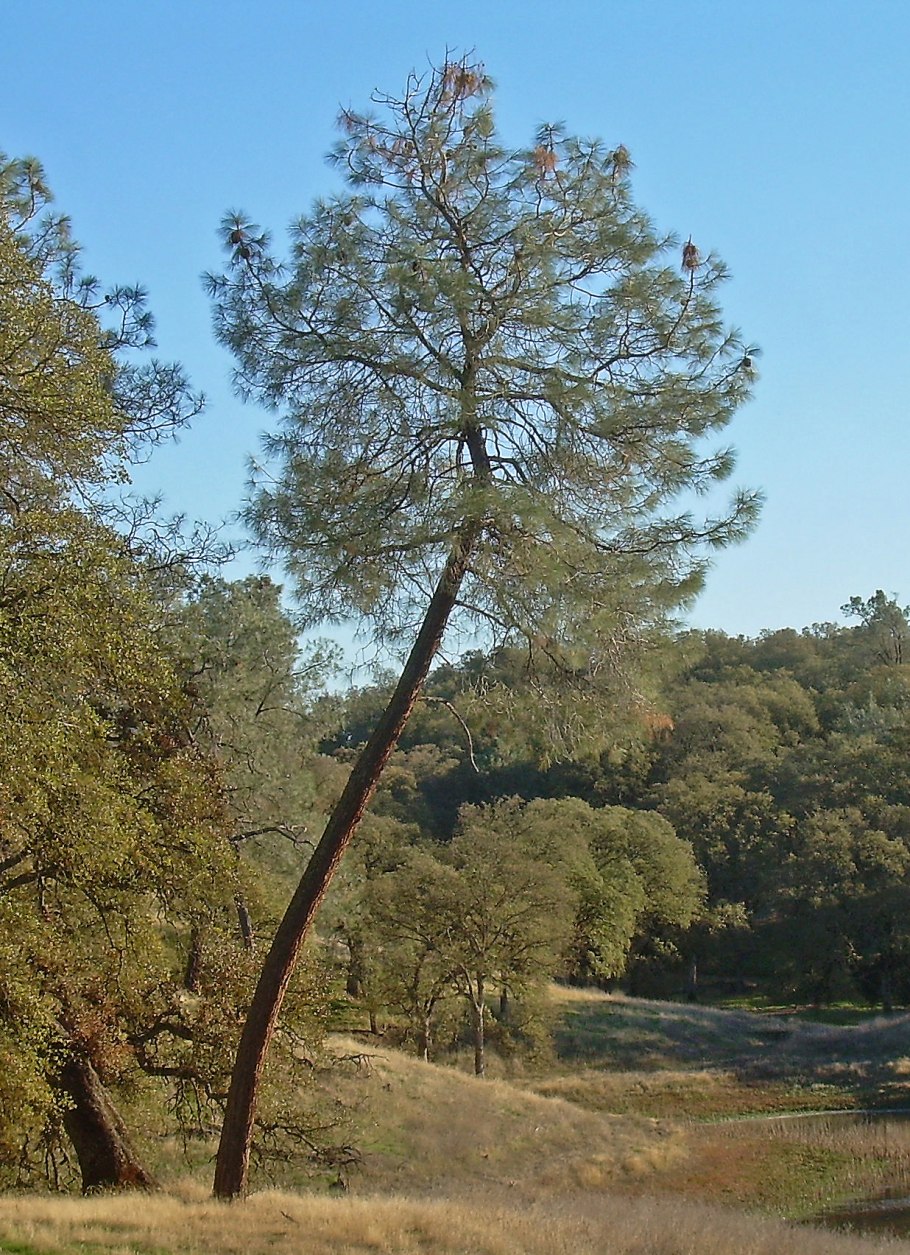 Pinus sabiniana