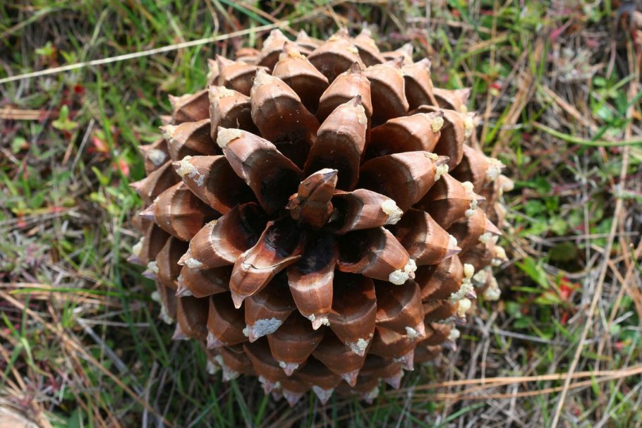 Сосна Новогодняя Живая на подставке