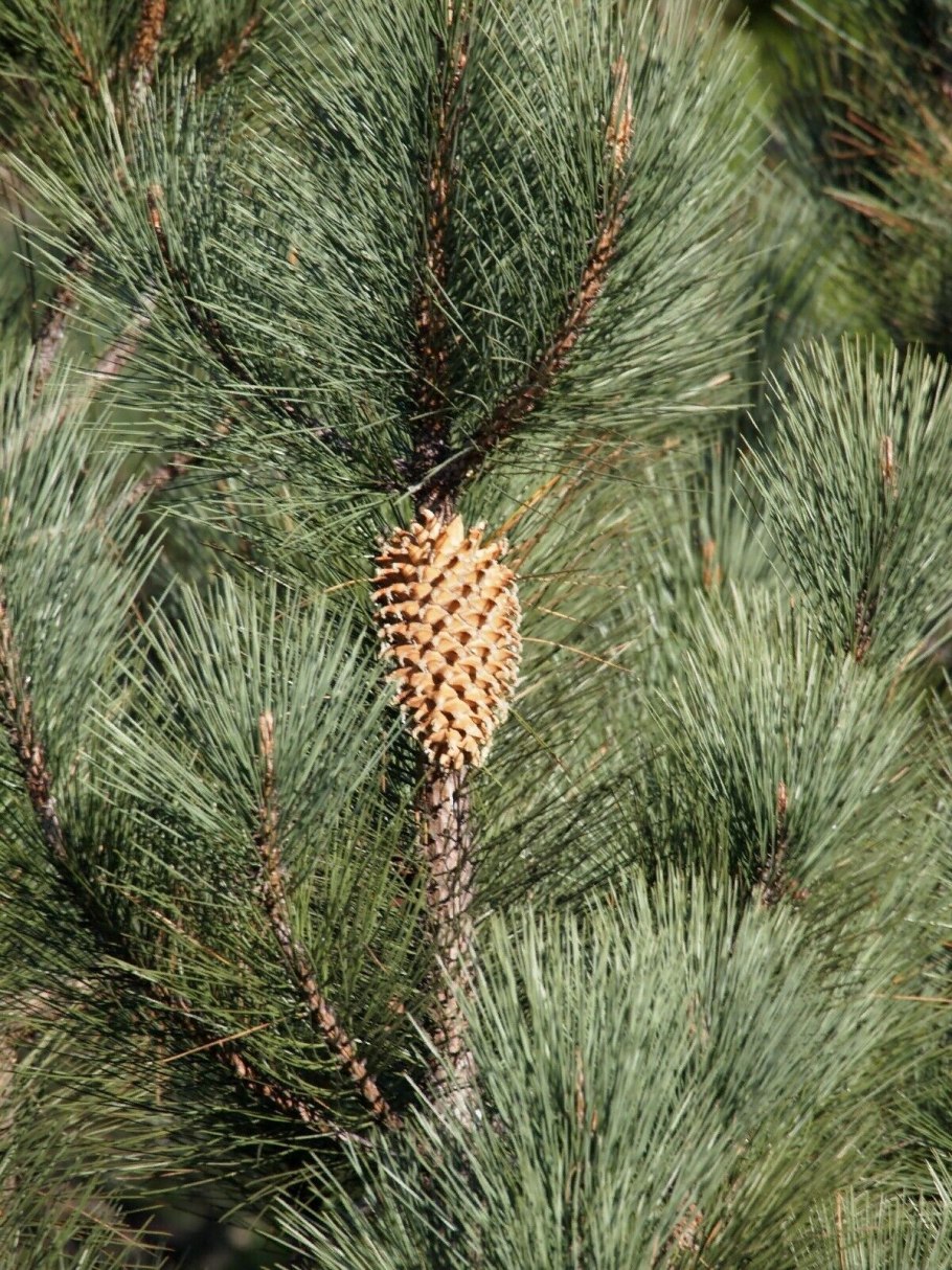 Pinus coulteri