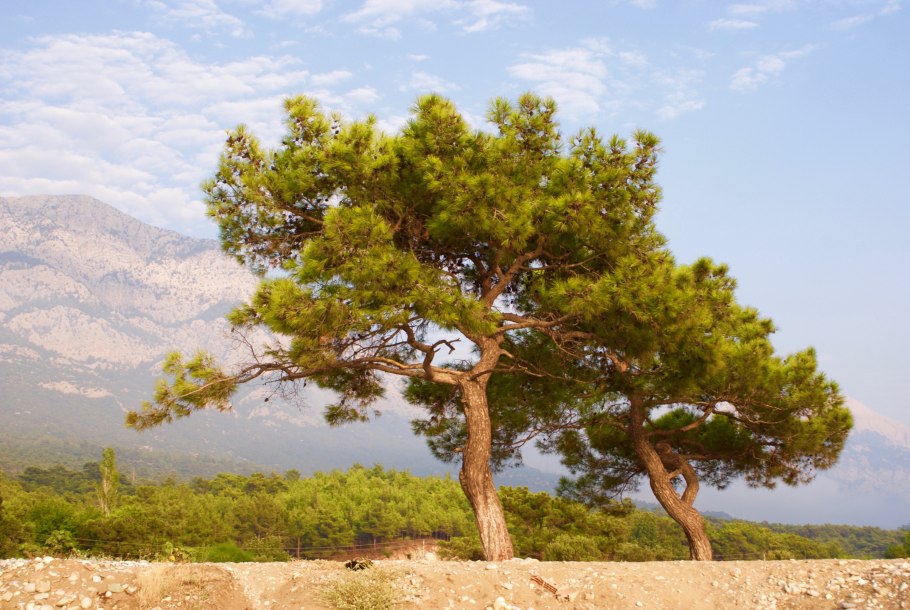 Гинкго двулопастный «Тит»