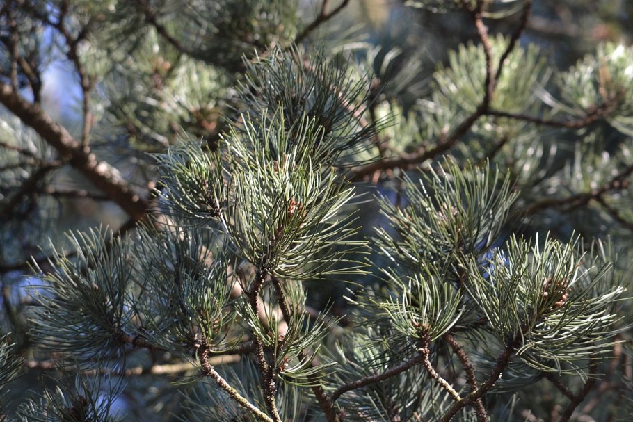 Сосна Пандероза