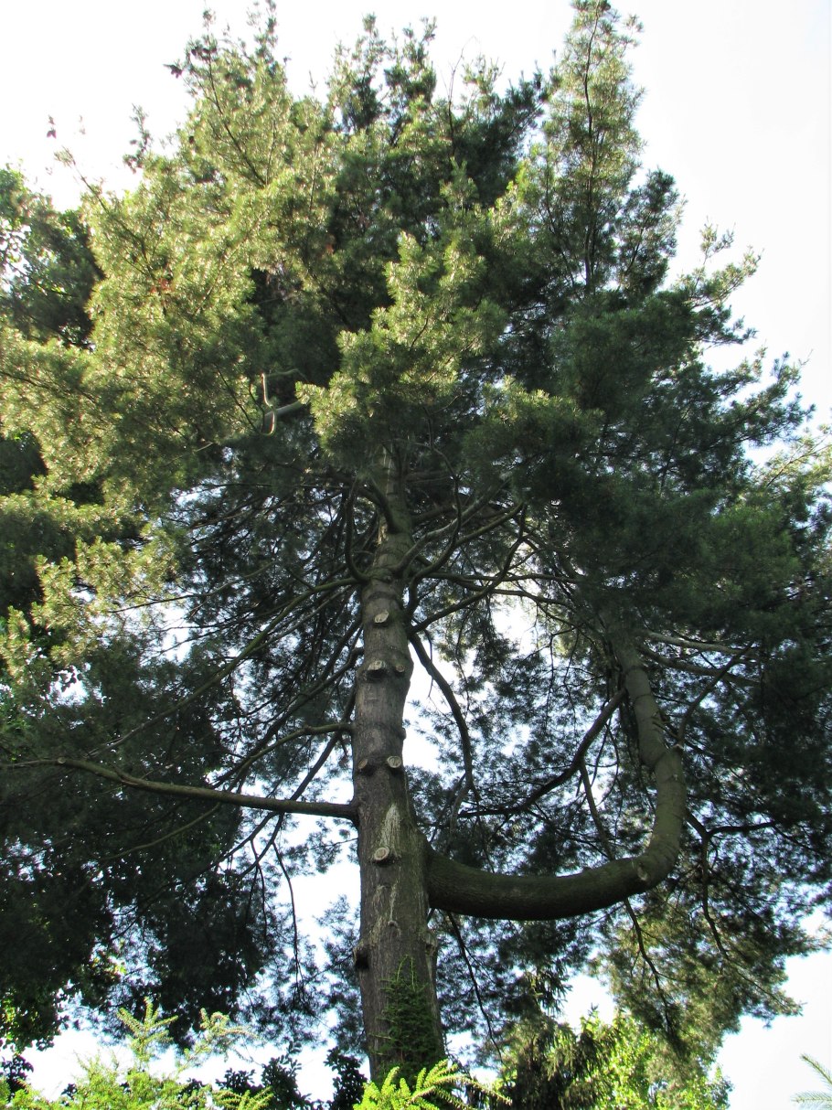 Juniperus Grey Owl Bonsai