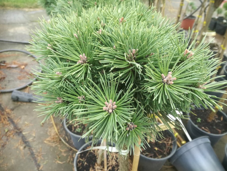 Сосна pinus nigra