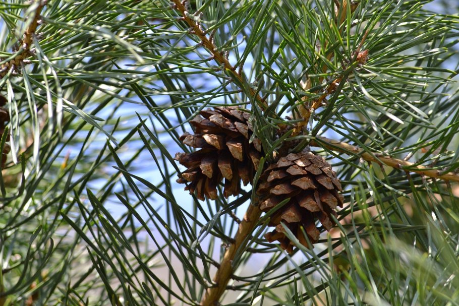 Сосновый призрак