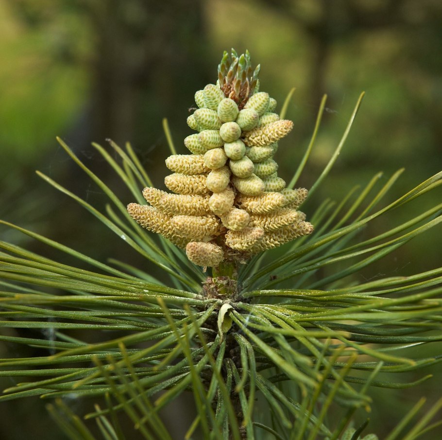 Pinus nigra