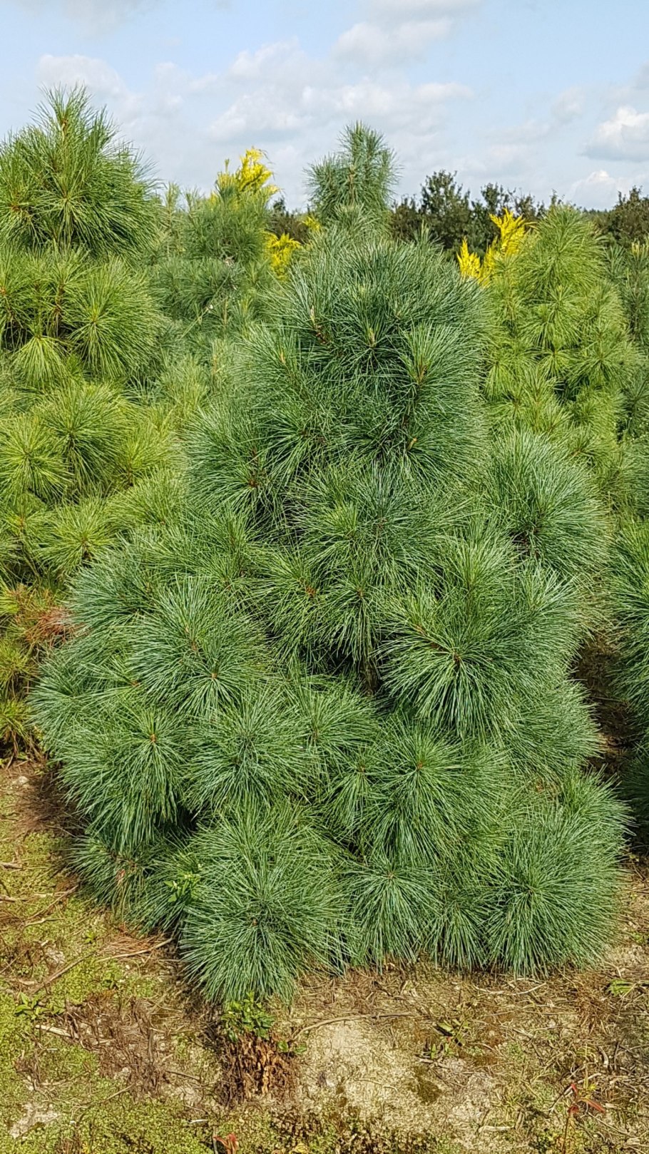 Канадский кедр шишки