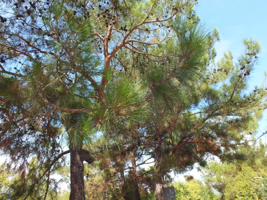 Сосна Сабина шишки