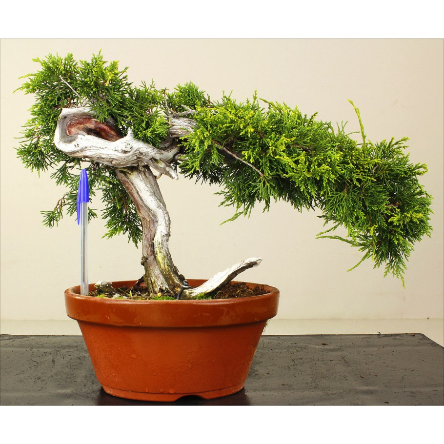 Сосна Норвежская, 300-350 см