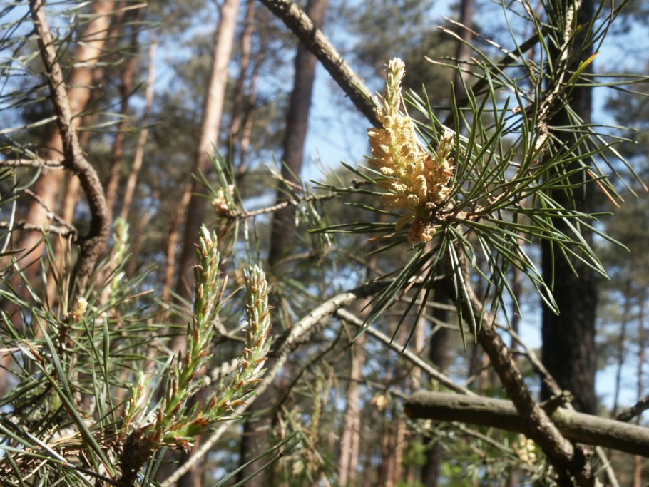 Пицундская сосна в Геленджике