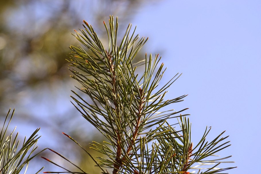 Pinus merkusii