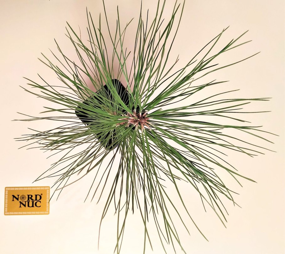 Пицундская сосна иголки