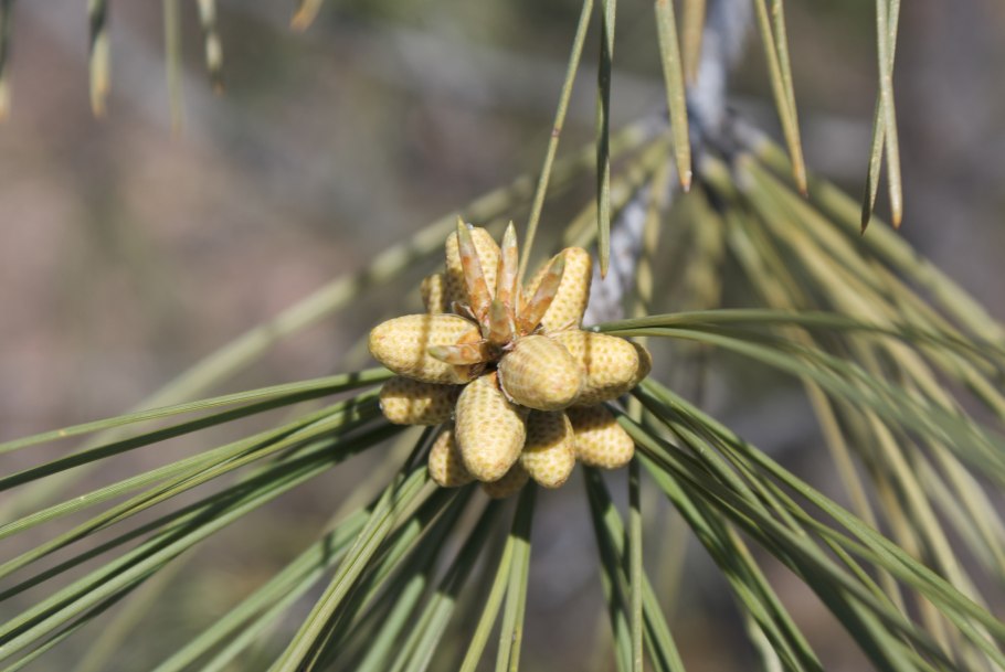 Сосна Сабина шишки