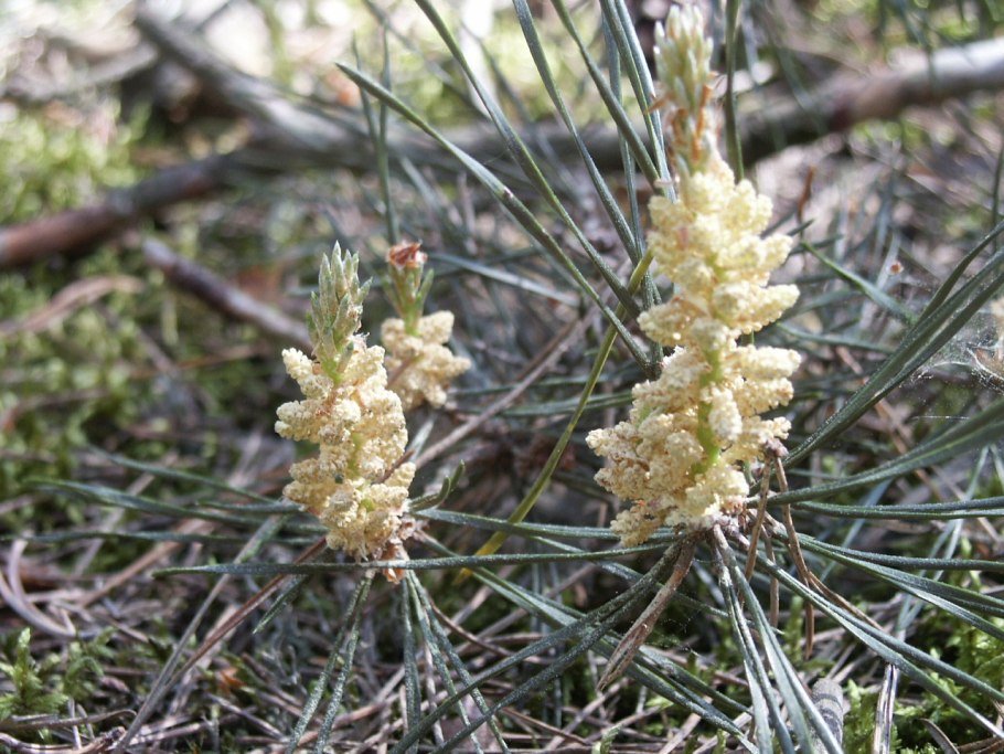 Большие кедровые шишки