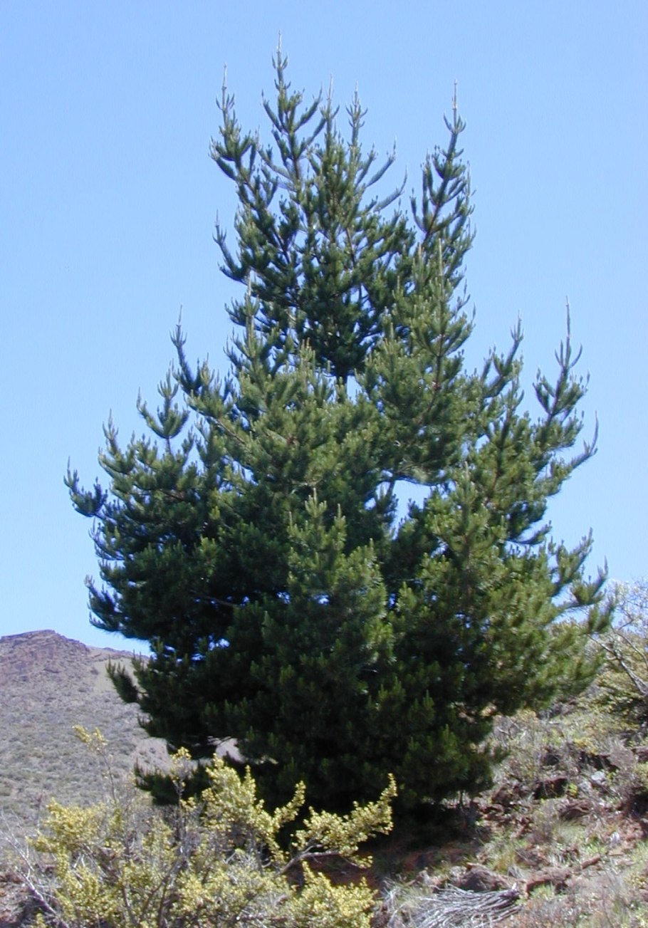 Pinus Cembra Honza