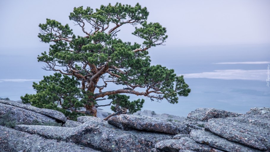 Крона у корабельной сосны