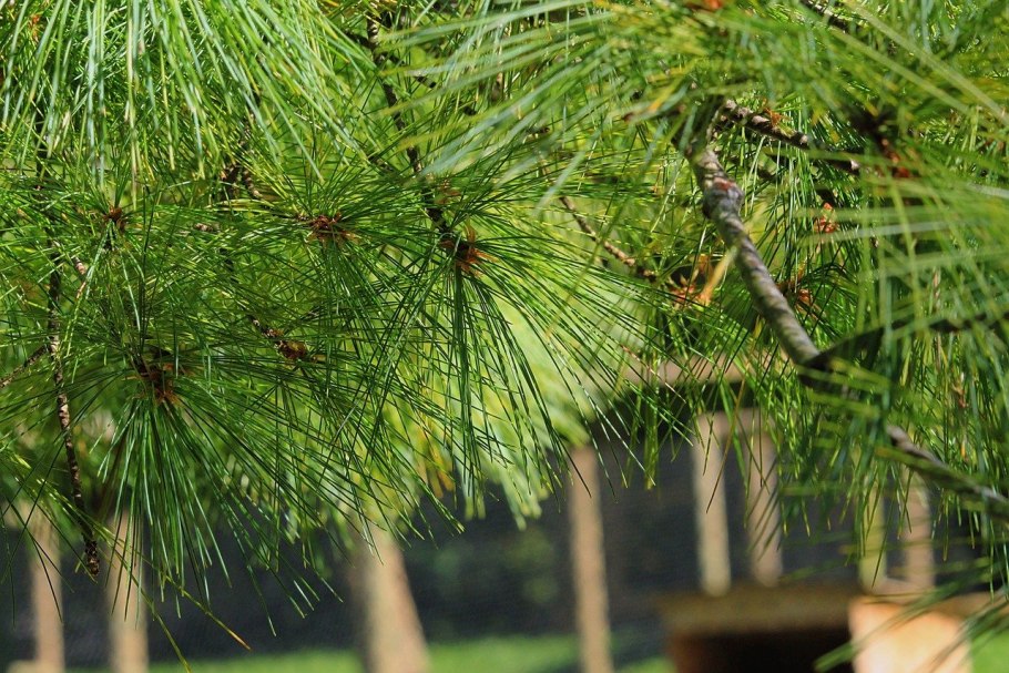 Сосна веймутова хвоя