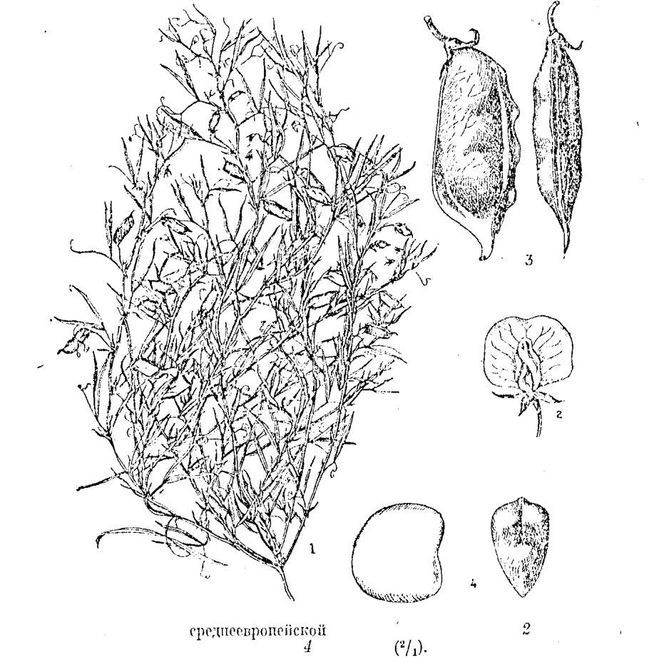 Новые растения