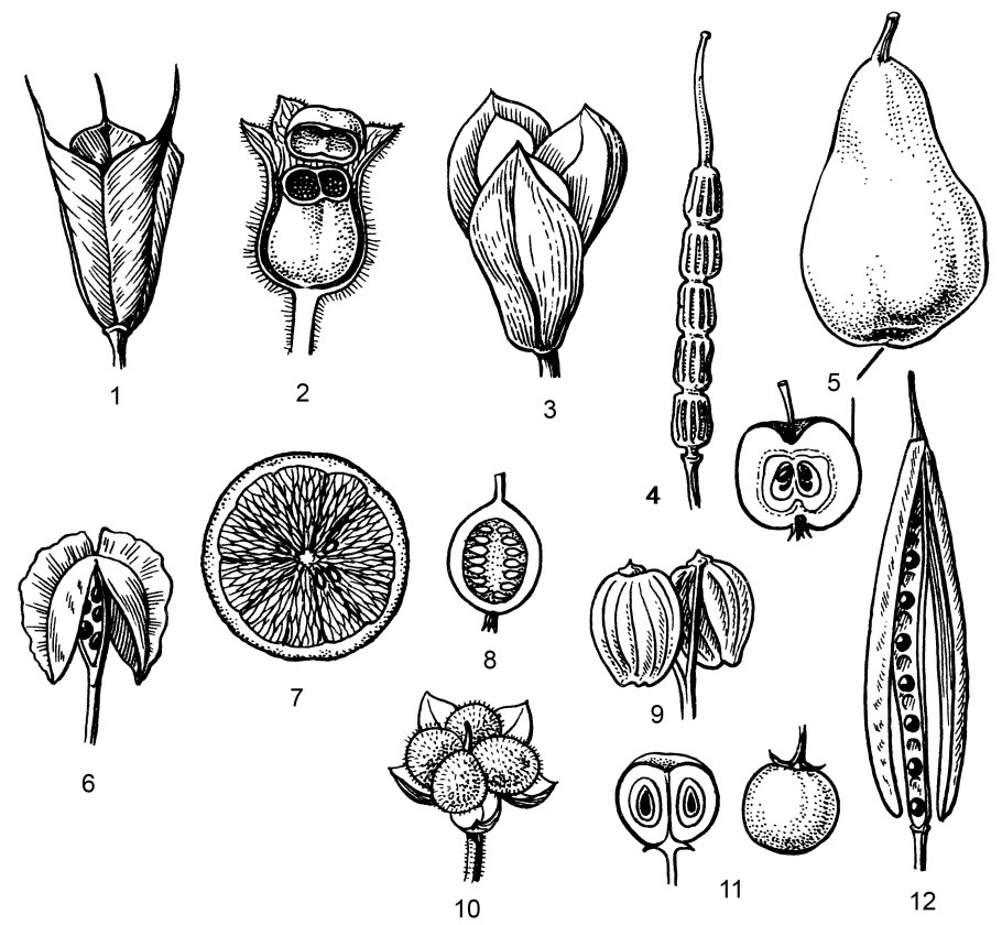 Семейство Cladochytriaceae