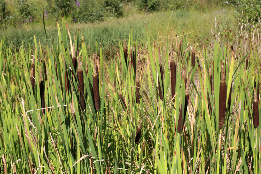 Трава сердечник недотрога