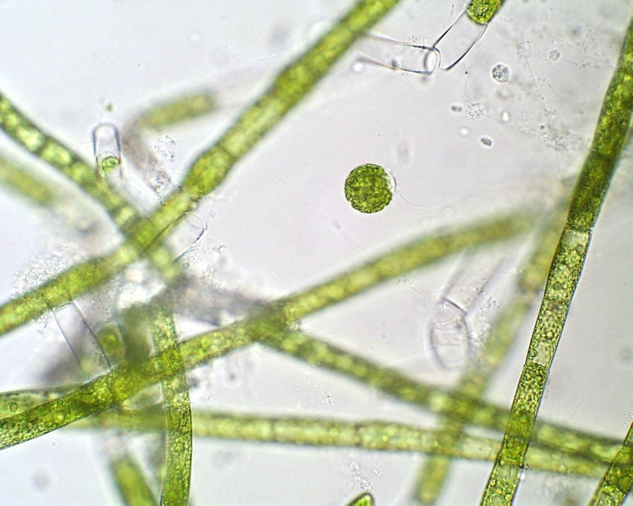 Эдогониевые водоросли