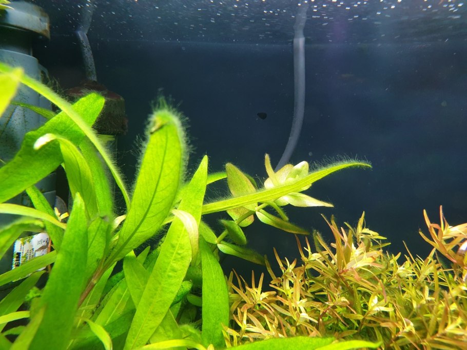 Водоросль Эдогониум