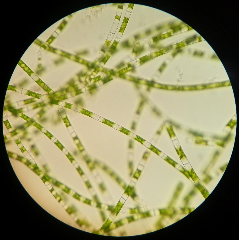 Нитчатые водоросли микроскоп