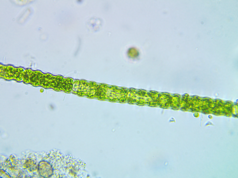 Эдогониум строение