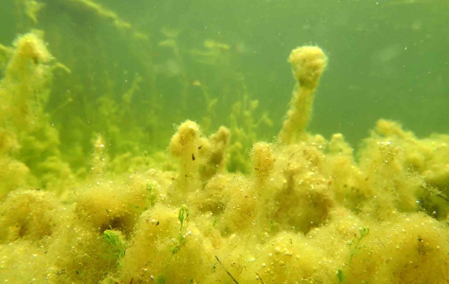 Водоросль Эдогониум