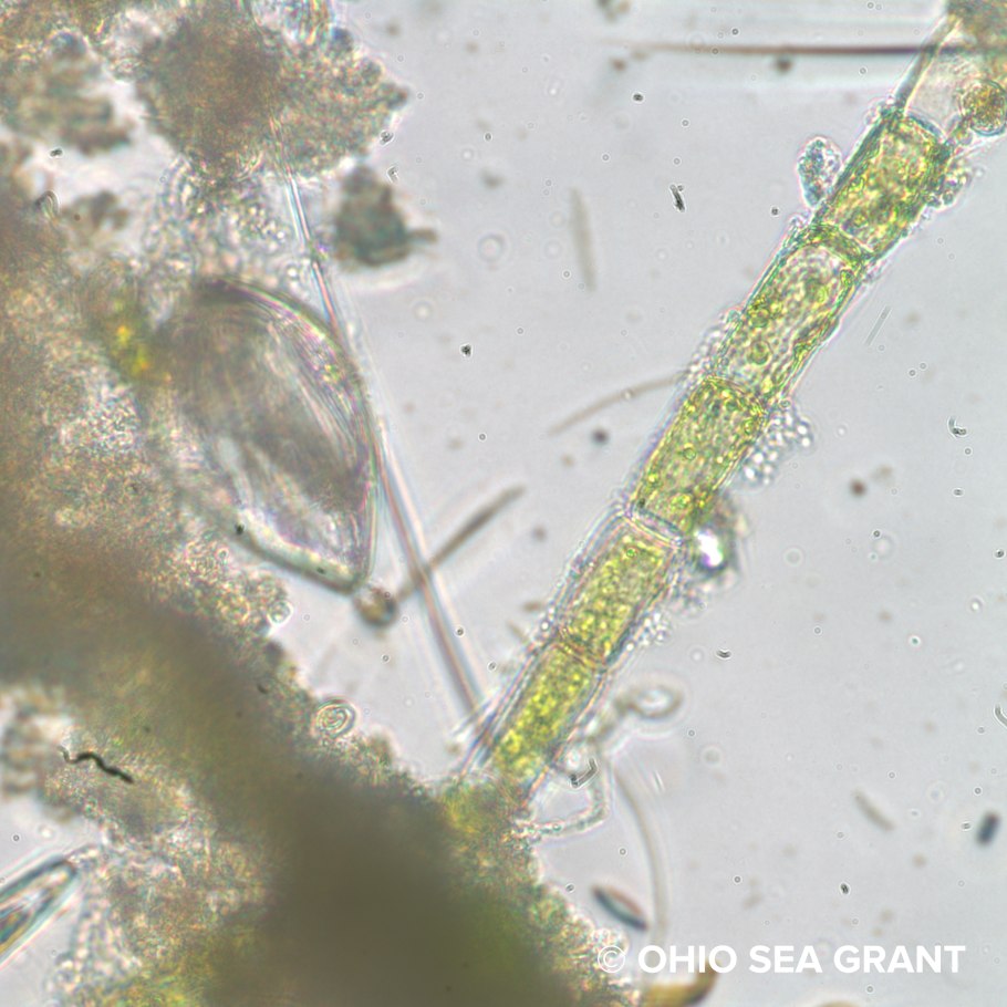 Эдогониум под микроскопом