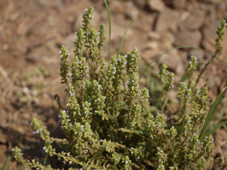 Acalypha dikuluwensis