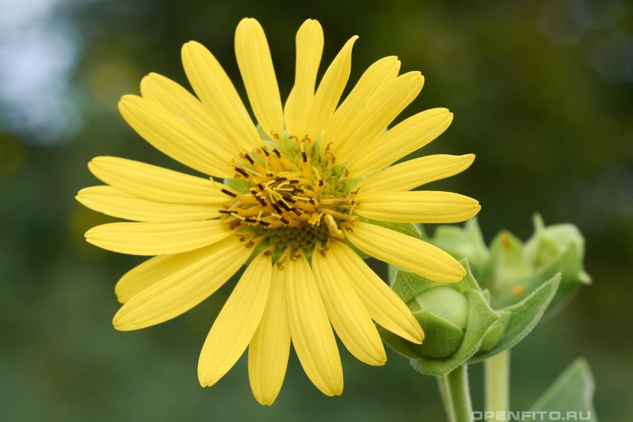 Раскрытый стручок Сильфия