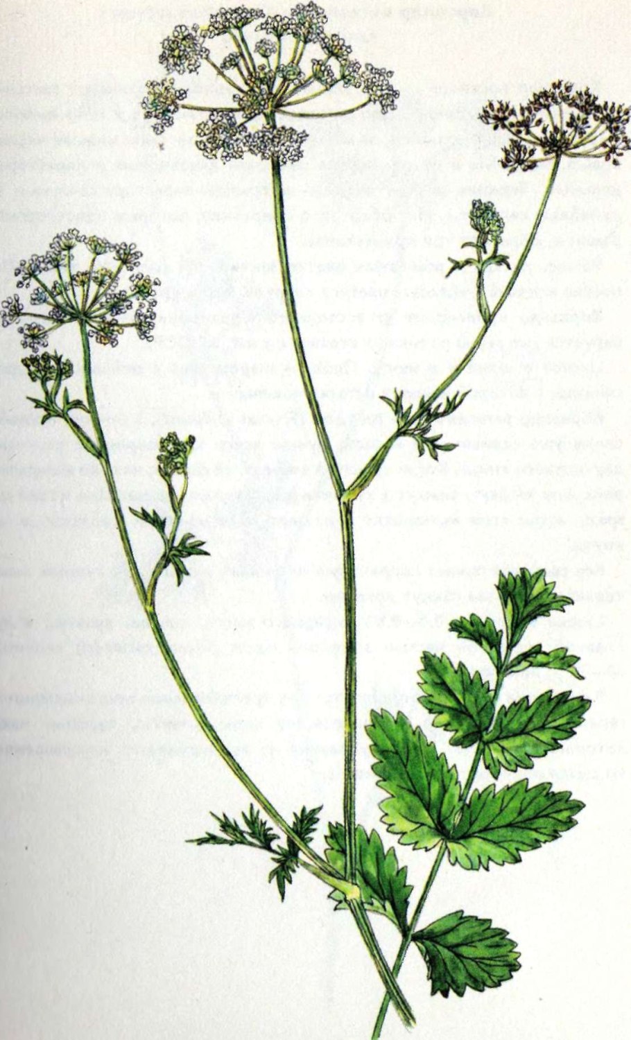 Бедренец козельцовый