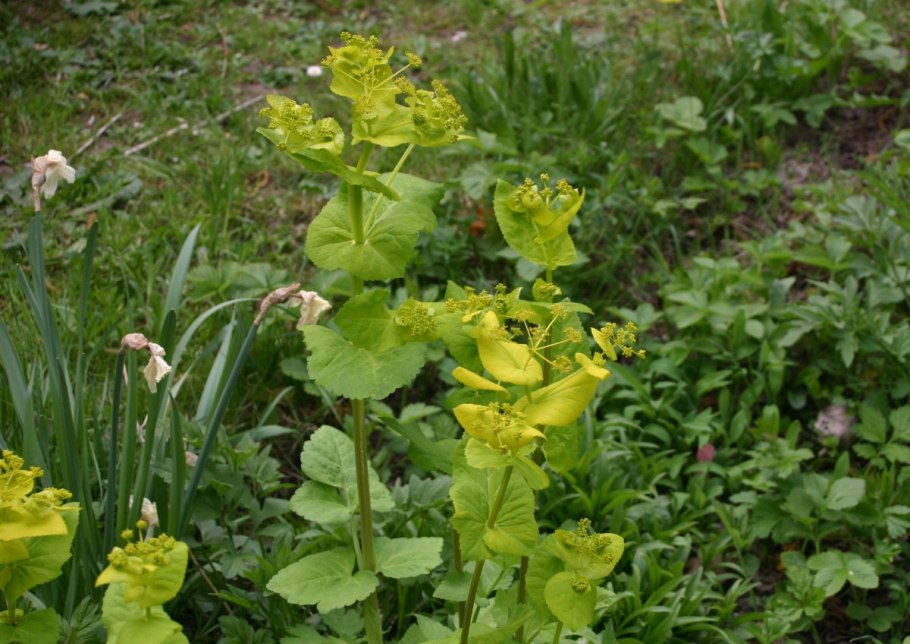 Pimpinella Major rosea