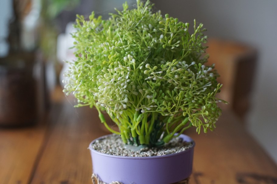 Уборка кориандра