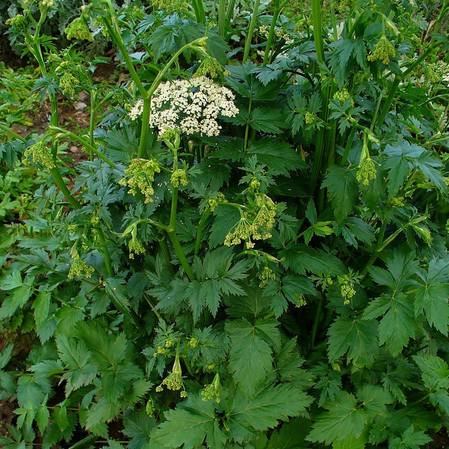 Крючки Gamakatsu Hook LS-1810b