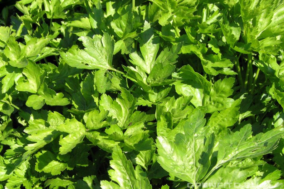 Бедренец Гроссгейма