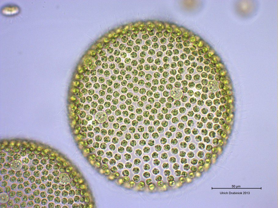 Колония вольвокса под микроскопом
