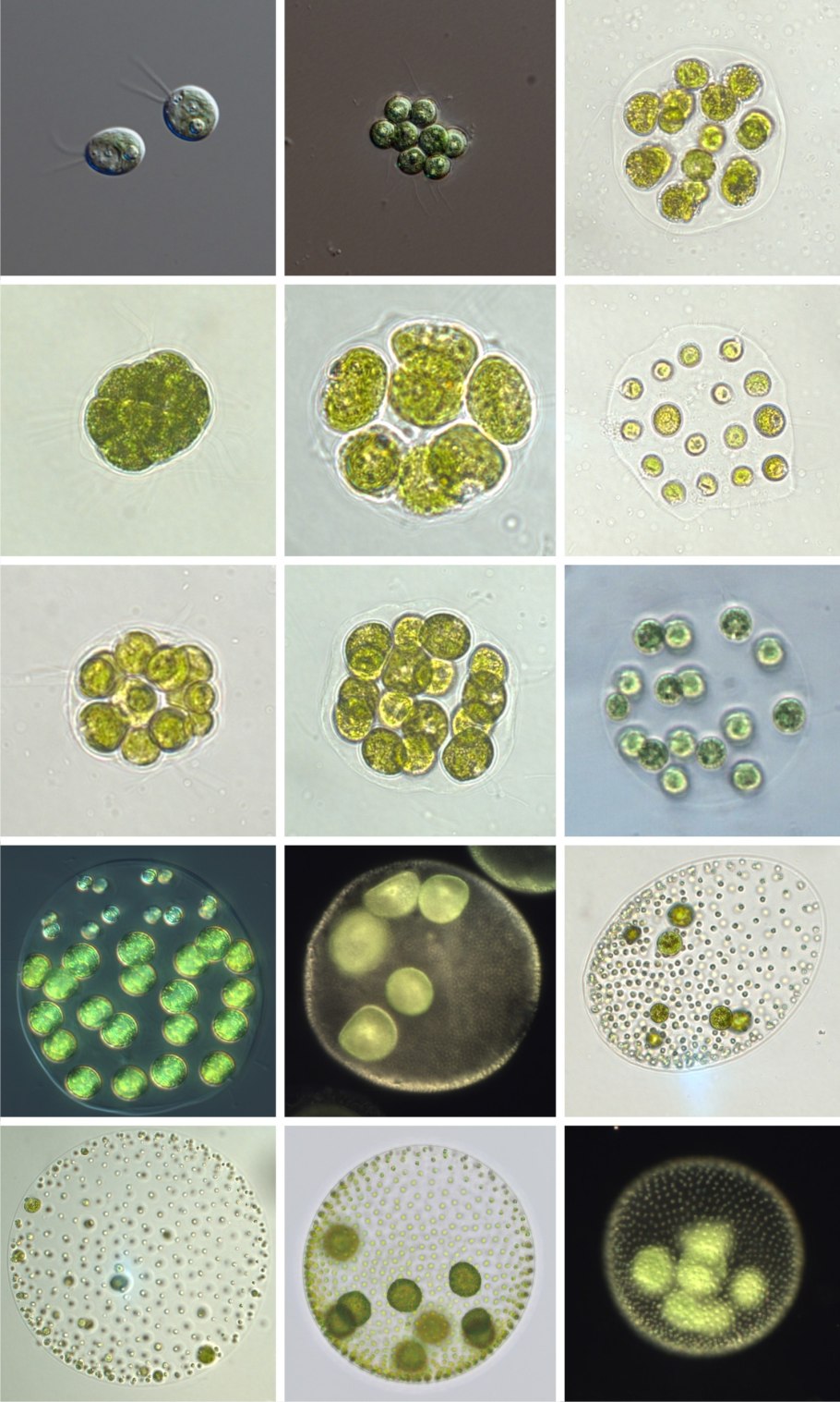 Ооспора вольвокса