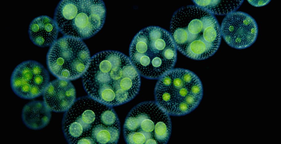 Хлорелла и вольвокс