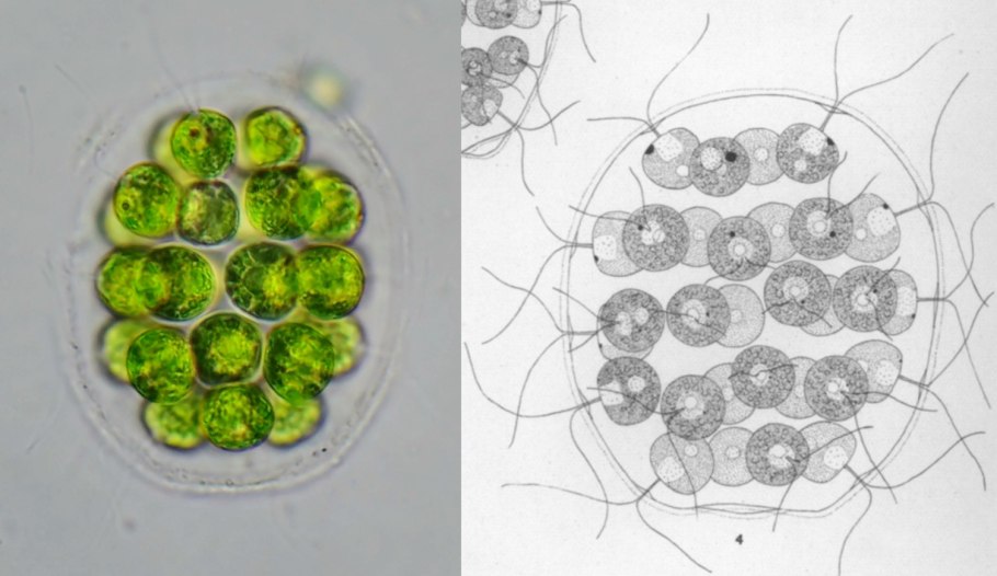 Пандорина эвдорина гониум