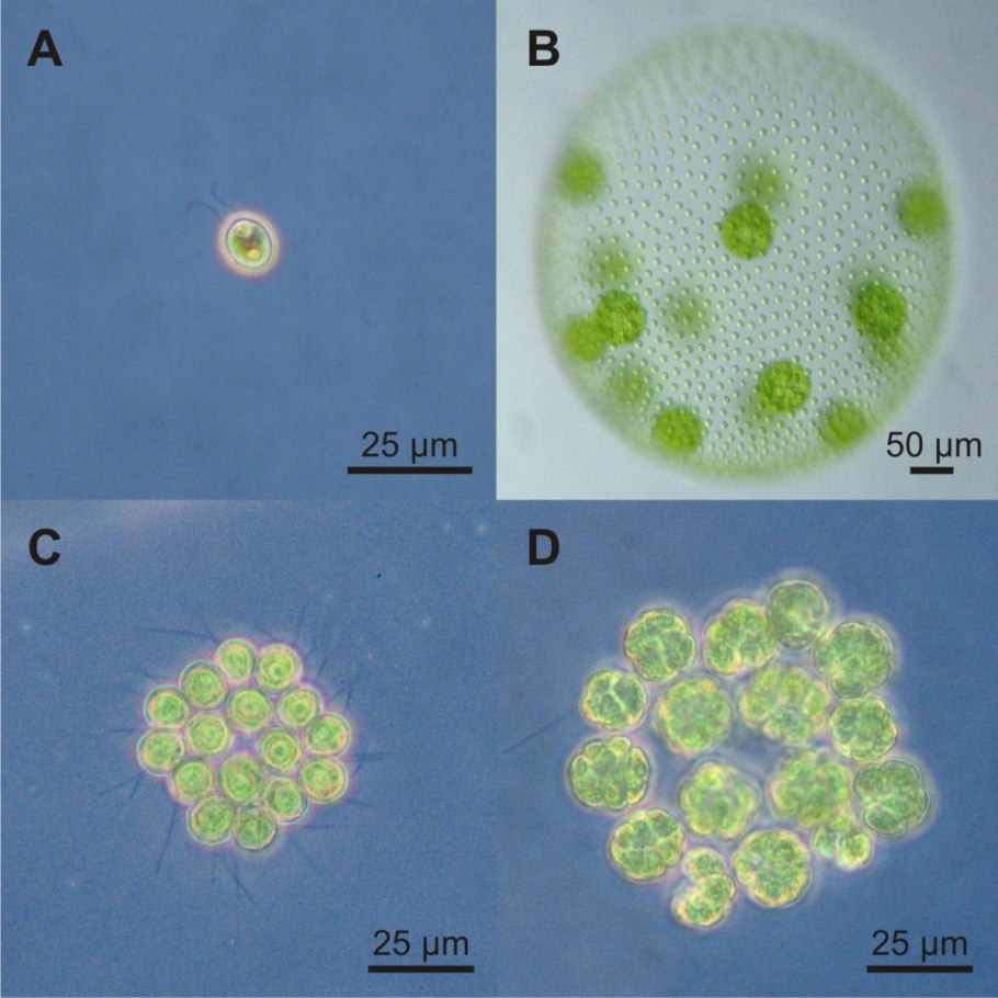 Строение гониума