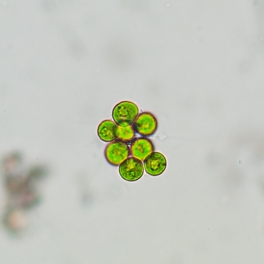 Гониум это жгутиконосец