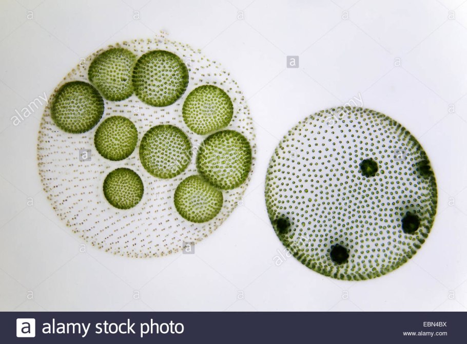 Вольвокс колониальный организм