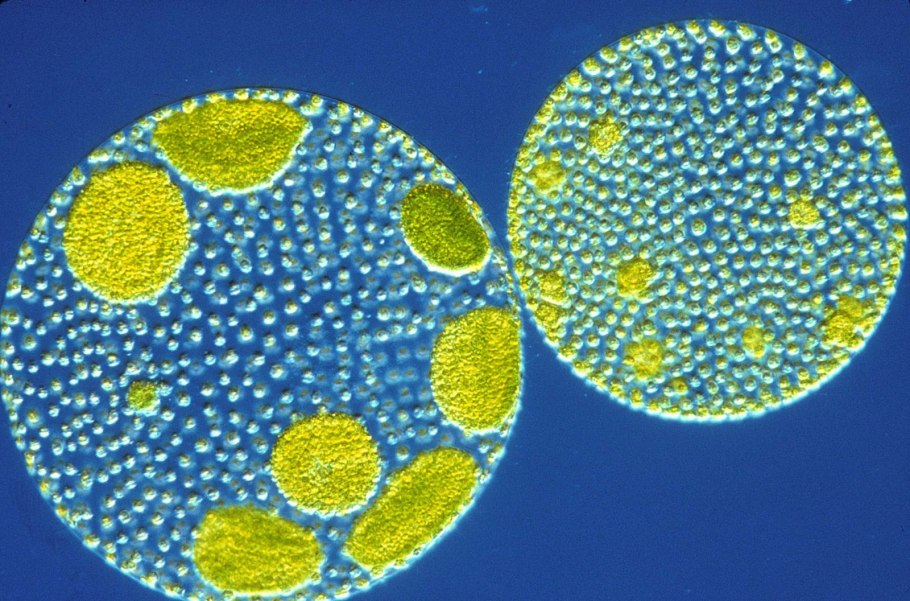 Biflagellate of Saprolengia