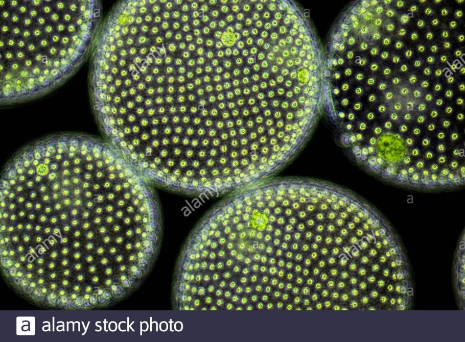 Хлорелла микробиология