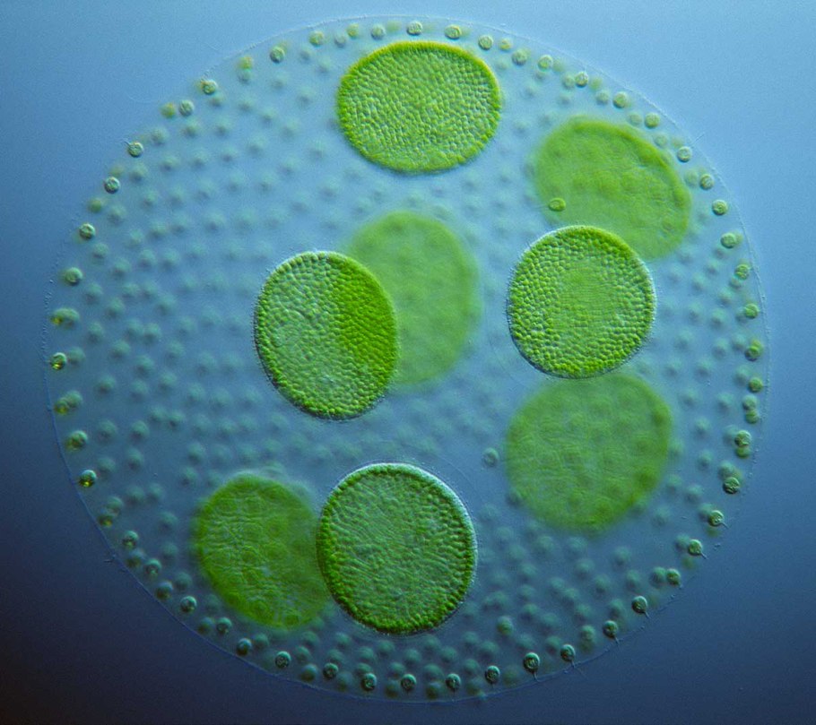 Гониум значение в природе